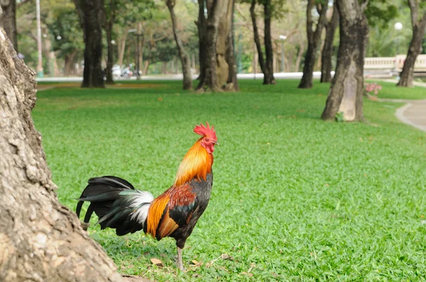 Schönes Huhn — Stockfoto