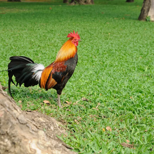 Kurczak w publiczny ogród. — Zdjęcie stockowe