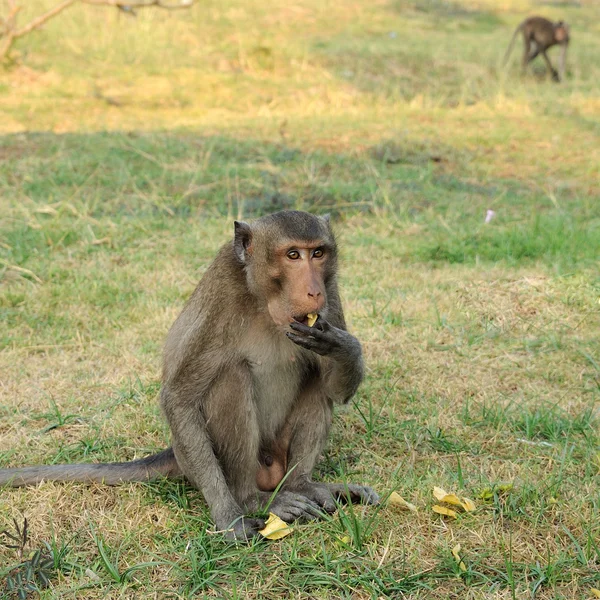 Mono comiendo papas fritas . — Foto de Stock