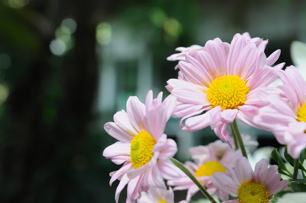 Margaridas roxas flores . — Fotografia de Stock