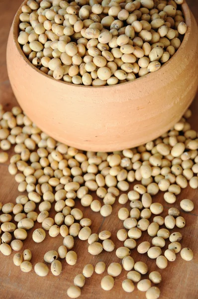 Shnilé Sojová semínka — Stock fotografie