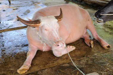 pembe manda