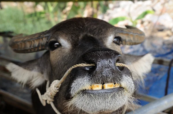 Obličej Buffalo a Ukázat zuby — Stock fotografie