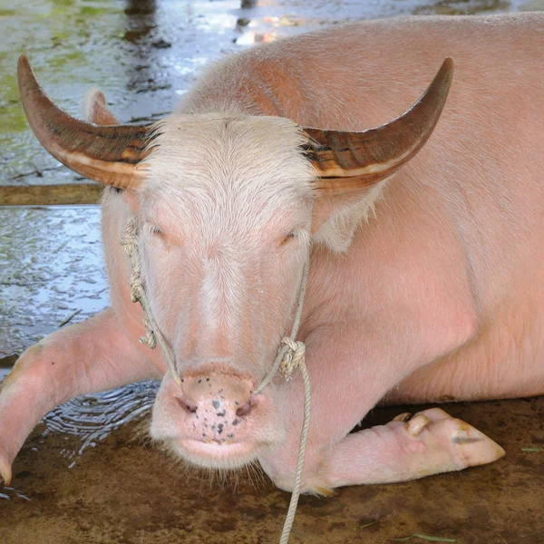 Pink buffalo — Stock Photo, Image