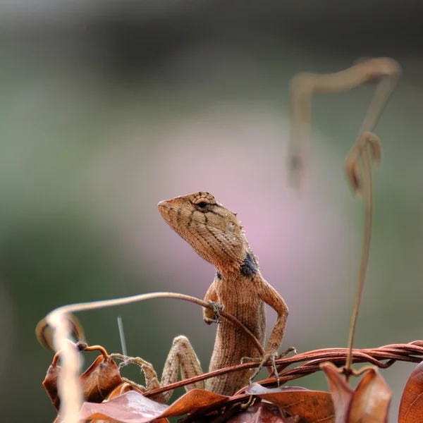 Pequeño lagarto escalando —  Fotos de Stock