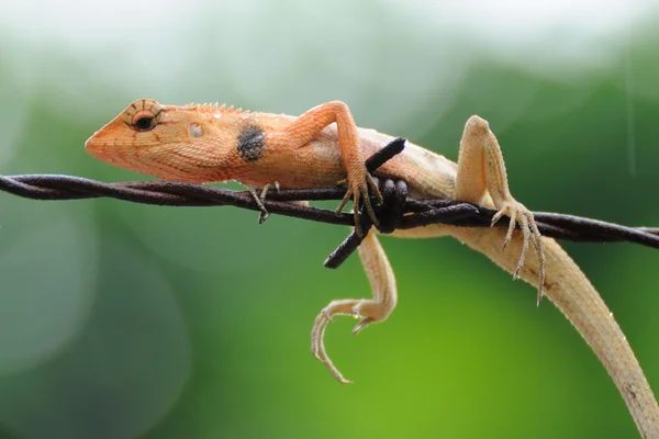 Kleine Eidechse hängt — Stockfoto