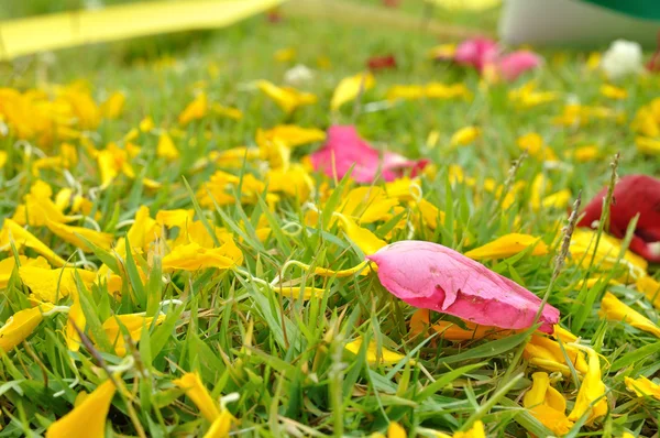 Rosa y pétalo de flor sobre hierbas verdes — Foto de Stock