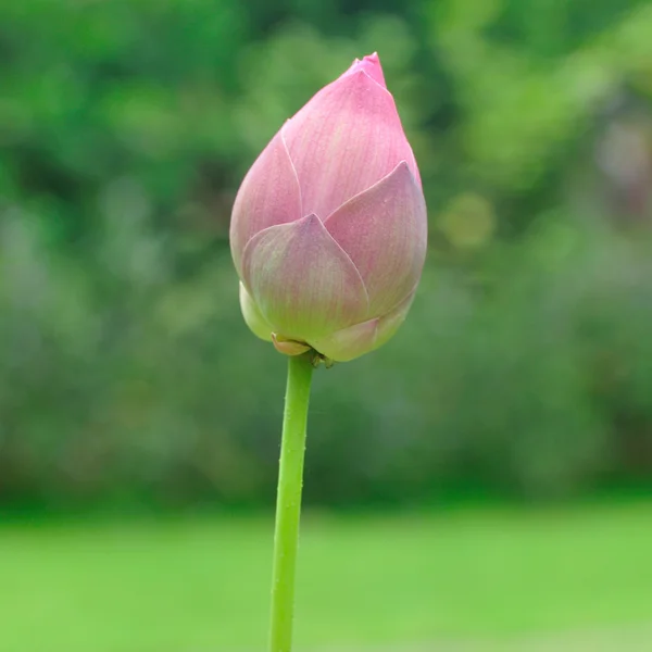 Einzelner schöner Lotus — Stockfoto