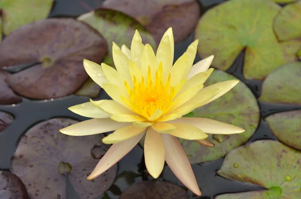 Beautiful lotus flower — Stock Photo, Image