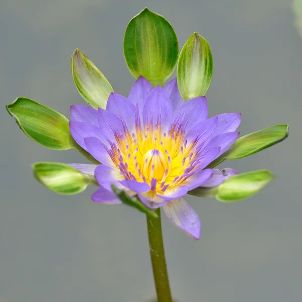 Lotus çiçeği. — Stok fotoğraf