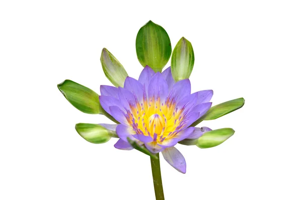 Single lotus — Stock Photo, Image