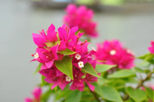 Ροζ μπουκαμβίλιες λουλούδι — Φωτογραφία Αρχείου