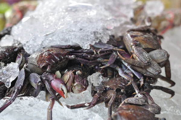 Preserved crab — Stock Photo, Image