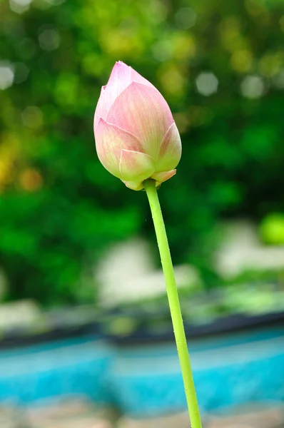 Enkele prachtige lotus — Stockfoto