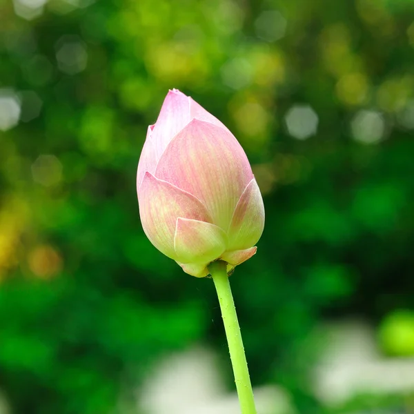 Einzelner schöner Lotus — Stockfoto