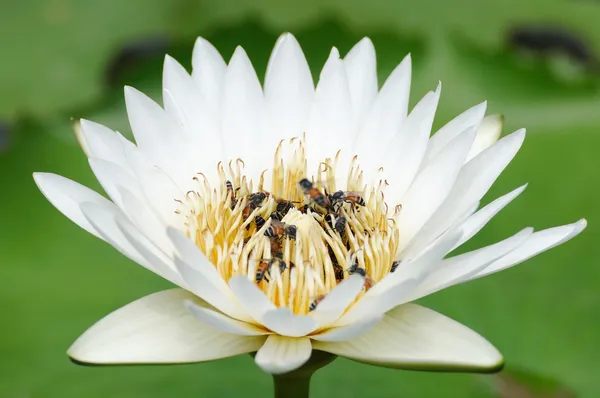 Beautiful lotus with bees — Stock Photo, Image