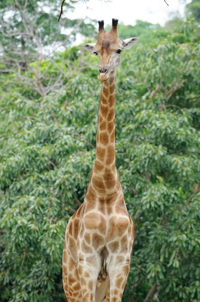 Одинокий жираф стоит в общественном зоопарке — стоковое фото