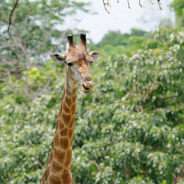 Одинокий жираф стоит в общественном зоопарке — стоковое фото