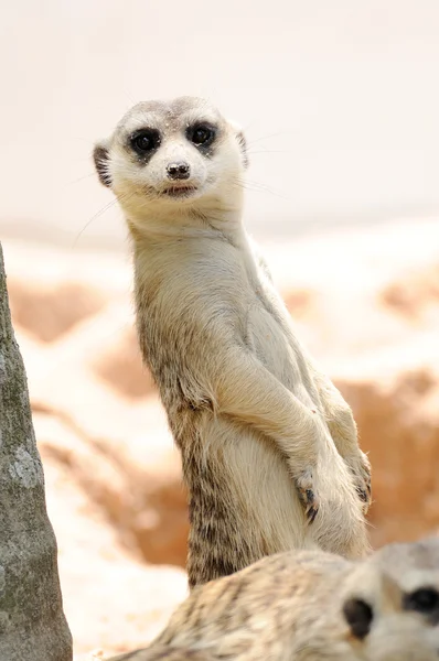 Meerkats em zoológico público — Fotografia de Stock