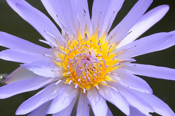 Single color lotus — Stock Photo, Image