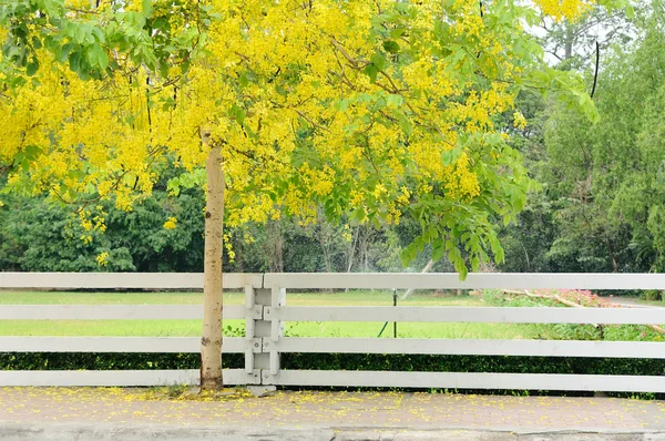 Mooie gouden-bloem in Thailand — Stockfoto