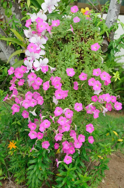 Beautiful pink flowers in public garden. — Stock Photo, Image
