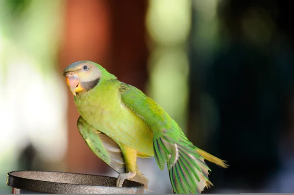 Beautiful cute Red-breasted Parakeet — Stock Photo, Image