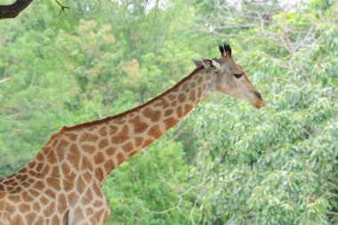 zürafa ayakta genel Hayvanat Bahçesi