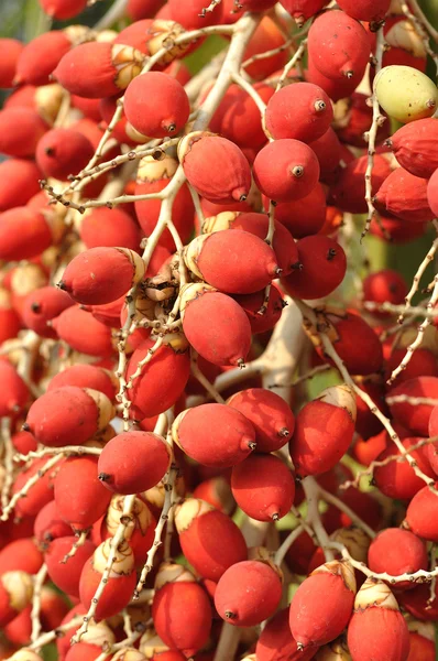 Vele rode palm vruchten — Stockfoto