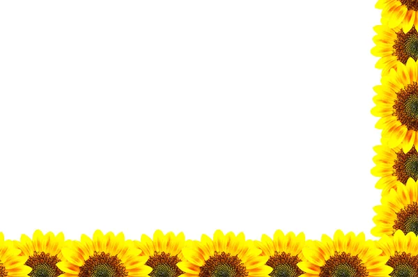 Cadre soleil-fleur — Photo