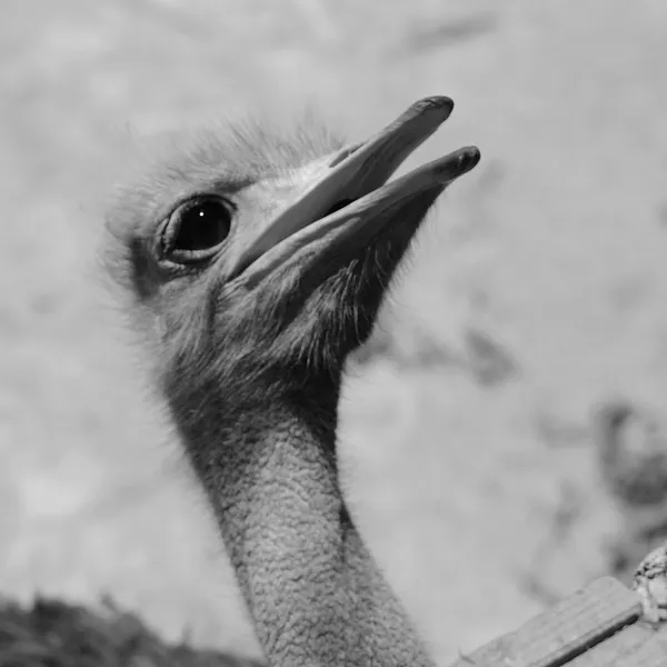 Cabeça de avestruz monocromática — Fotografia de Stock