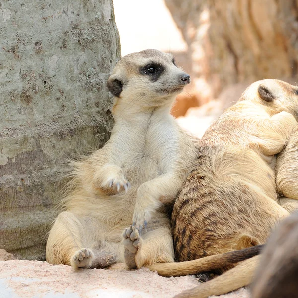 Meerkats in public zoo — Stock Photo, Image