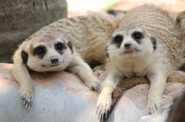 fundalıklardır genel Hayvanat Bahçesi