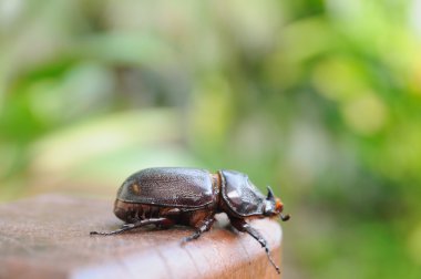 Tek böceği ağaç üzerinde asılı