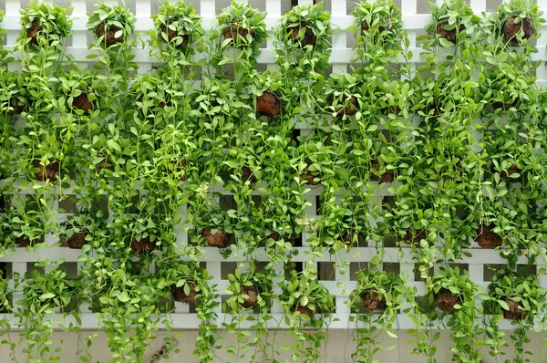 Many small plants hanging — Stock Photo, Image