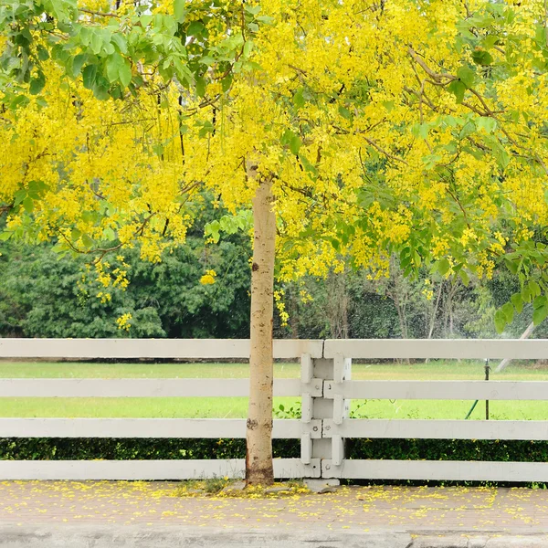 Dourado-flor na Tailândia — Fotografia de Stock