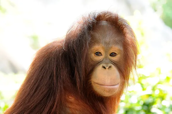 Orangután — Foto de Stock