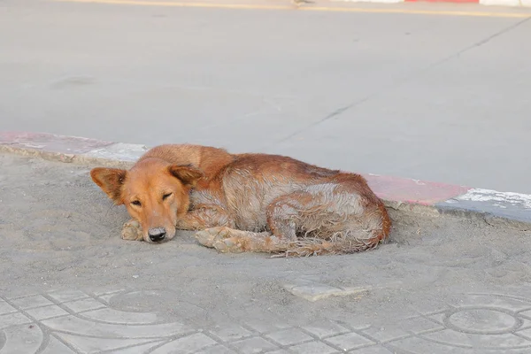 Потерянная собака — стоковое фото