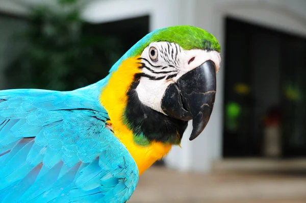 Tyrkysové papoušek pták — Stock fotografie