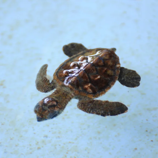 Soft-shelled χελώνα — Φωτογραφία Αρχείου