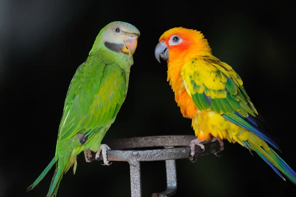 Perico de pecho rojo — Foto de Stock