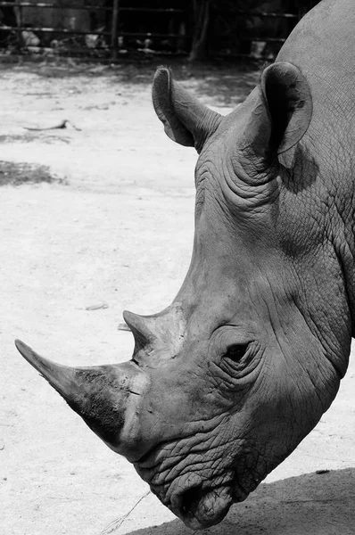 Rhino fej rövid — Stock Fotó