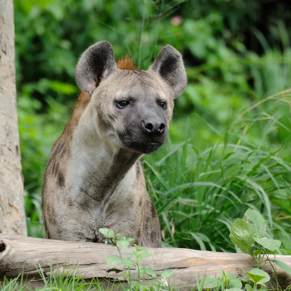 Hyena — Stock Photo, Image