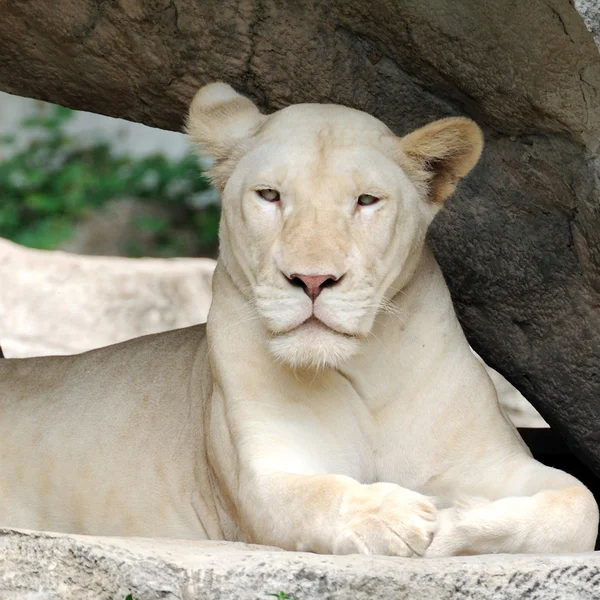 White tiger — Stock Photo, Image