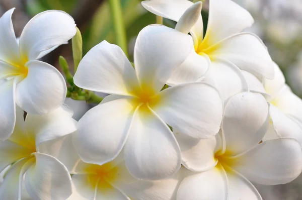 Plumeria biała-kwiaty — Zdjęcie stockowe