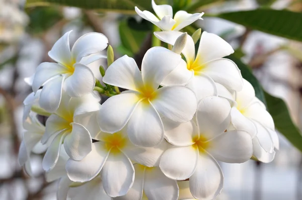 Plumeria-fleurs blanches — Photo