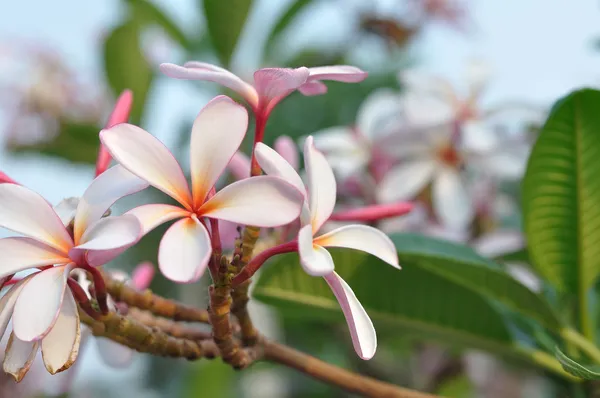 Plumeria biała-kwiaty — Zdjęcie stockowe