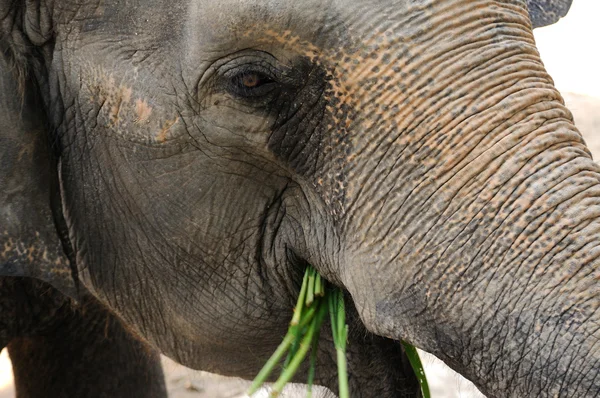 Elefant frisst Gräser — Stockfoto