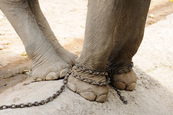 Být zřetězené sloní nohy — Stock fotografie