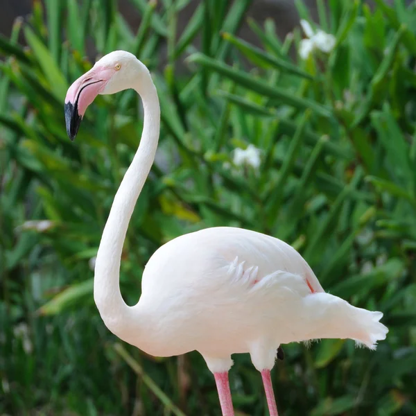 Roze flamingo vogel — Stockfoto